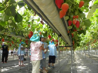 いちご中川園