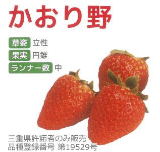 苗販売 有限会社アクアロマン 公式サイト